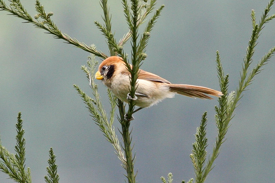 reproducao do spot-breasted parrotbill