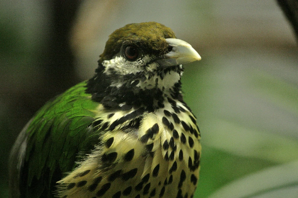 reproducao do white-eared catbird