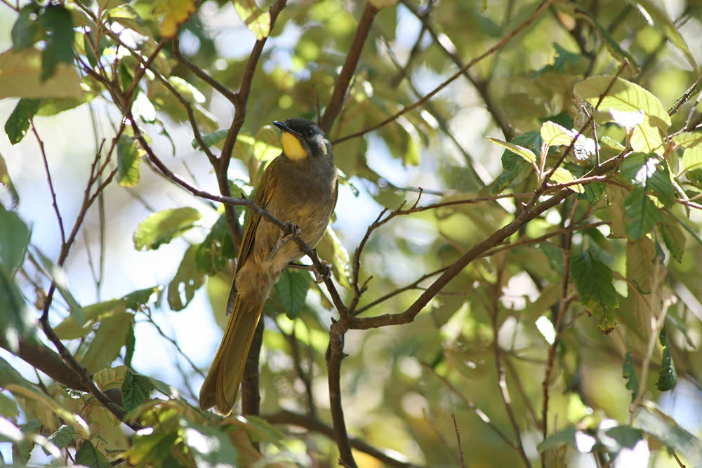 reproducao do yellow-throated honeyeater