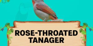 rose throated tanager