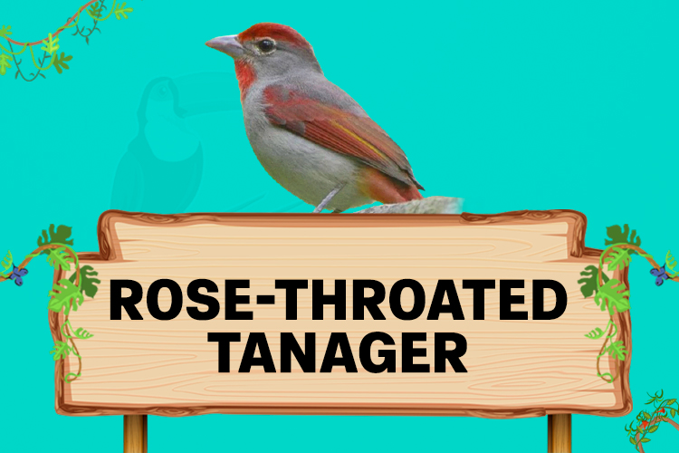 rose throated tanager