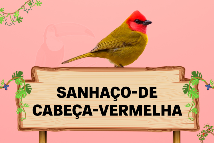 sanhaço de cabeça vermelha