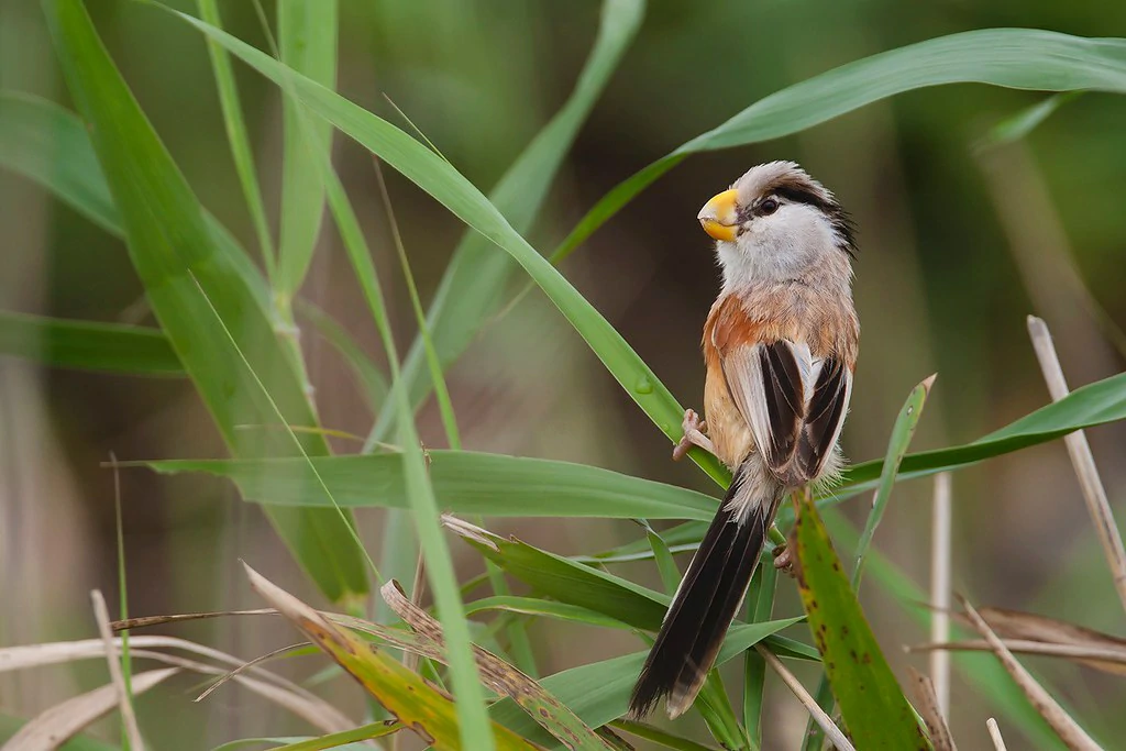 spot-breasted parrotbill 