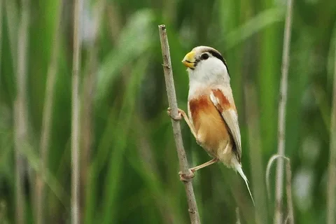 spot-breasted parrotbill 