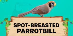 spot-breasted parrotbill