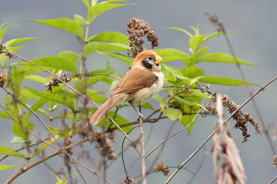 spot-breasted parrotbill 