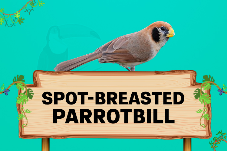 spot-breasted parrotbill