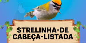 strelinha de cabeca listada