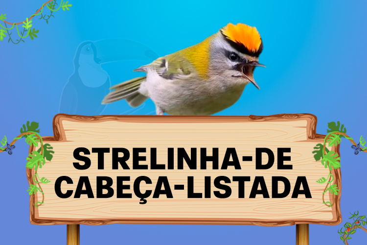 strelinha de cabeca listada