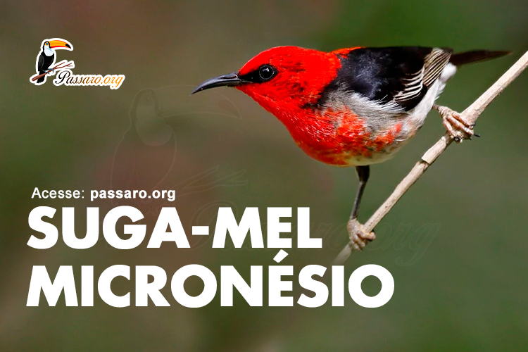 suga mel micronésio