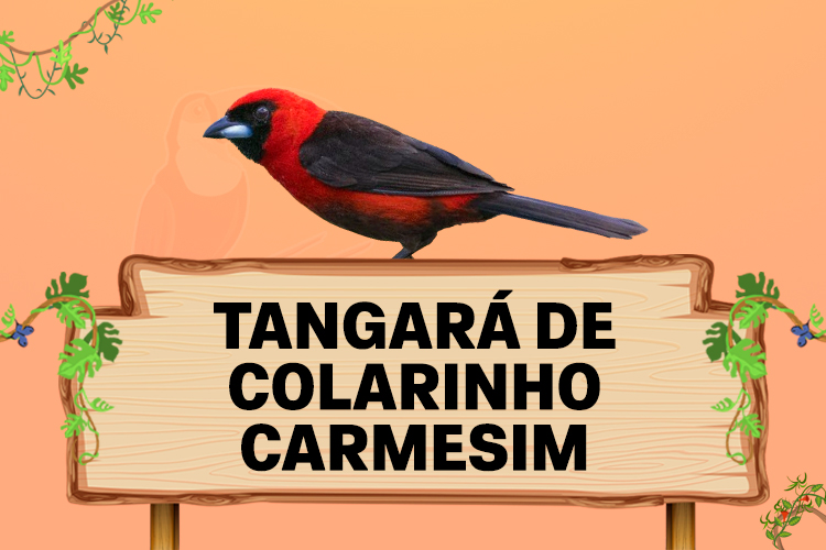 tangara de colarinho carmesim