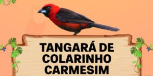 tangara de colarinho carmesim