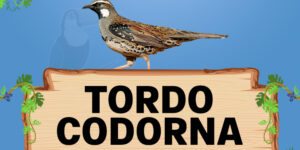 tordo codorna