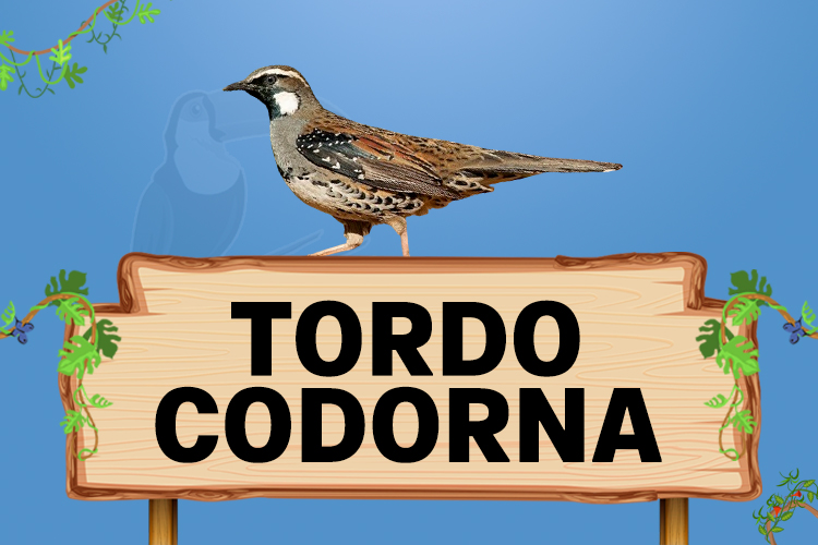 tordo codorna