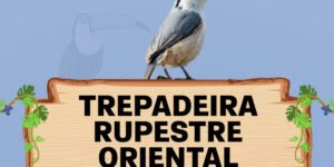 trepadeira rupestre oriental