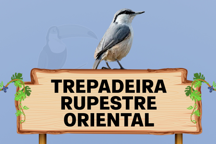 trepadeira rupestre oriental