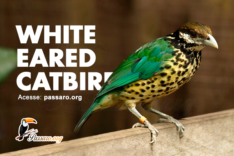 white eared catbird