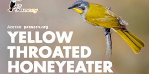 yellow throated honeyeater