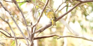 yellow-throated honeyeater