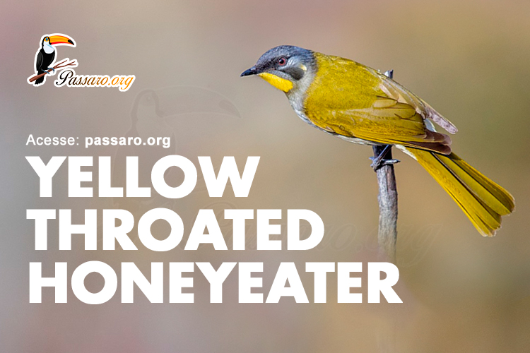 yellow throated honeyeater
