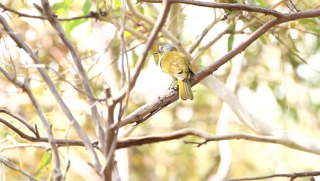 yellow-throated honeyeater
