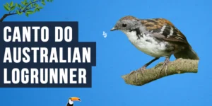 Canto do Australian logrunner