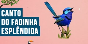 Canto do Fadinha-esplêndida