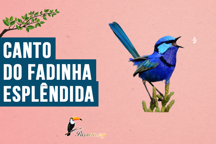 Canto do Fadinha-esplêndida