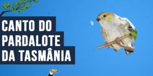 Canto do Pardalote-da-Tasmânia