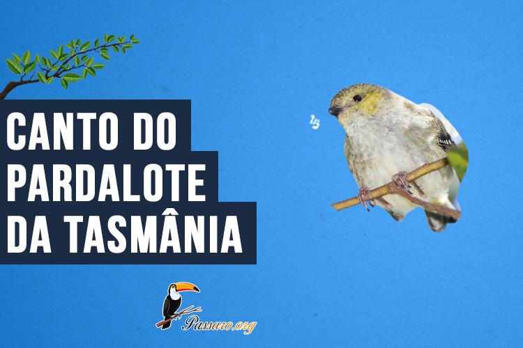 Canto do Pardalote-da-Tasmânia