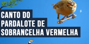 Canto do Pardalote de sobrancelha vermelha