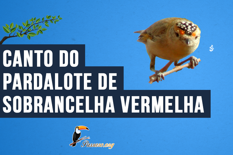 Canto do Pardalote de sobrancelha vermelha