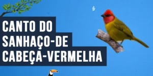 Canto do Sanhaço-de-cabeça-vermelha