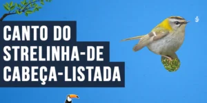 Canto do Strelinha-de-cabeça-listada