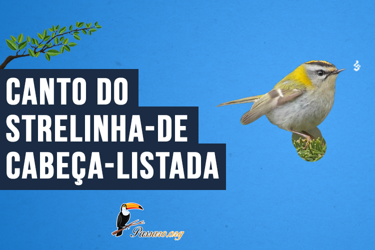 Canto do Strelinha-de-cabeça-listada