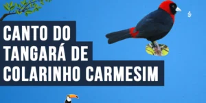 Canto do Tangará de colarinho carmesim