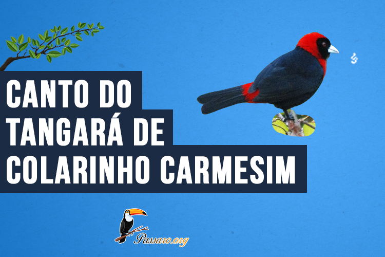 Canto do Tangará de colarinho carmesim