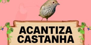 acantiza castanha