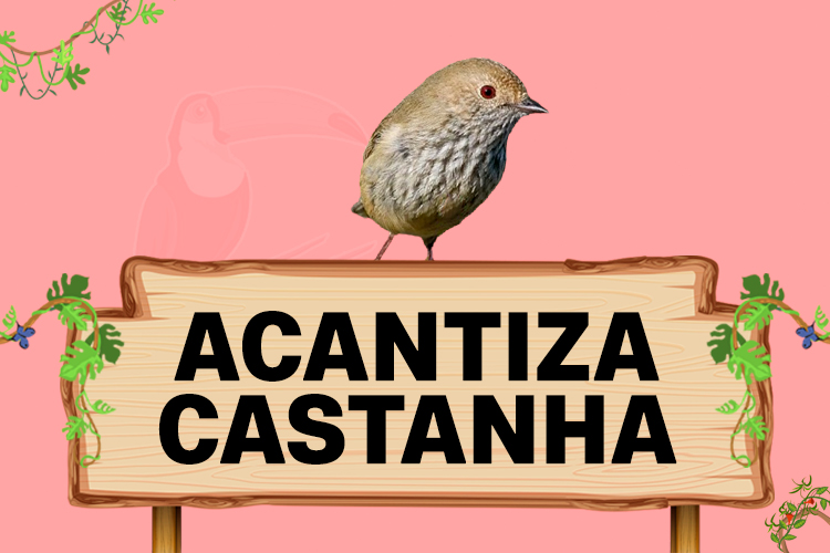 acantiza castanha