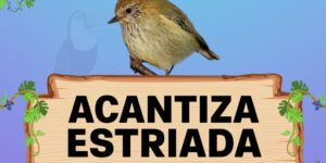 acantiza estriada