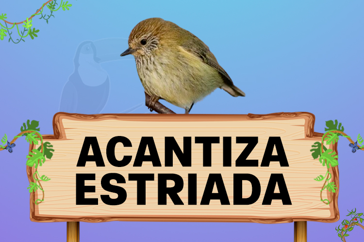 acantiza estriada