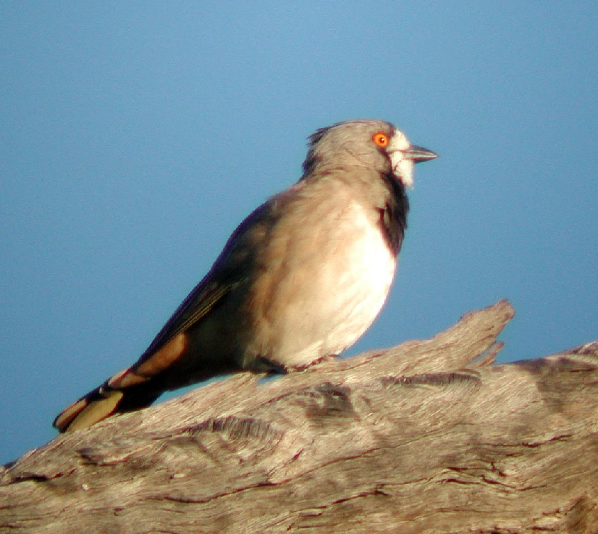 alimentacao do crested bellbird