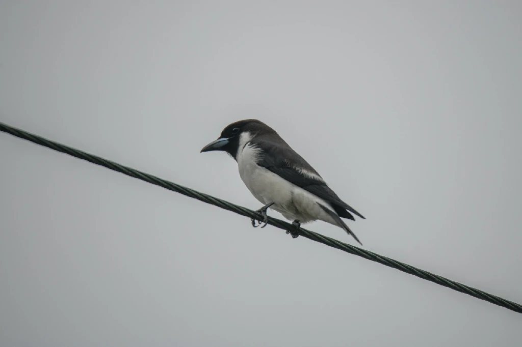 alimentacao do fiji woodswallow