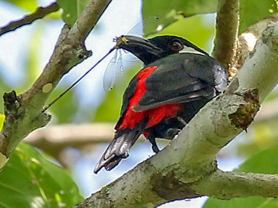 alimentacao do lowland peltops