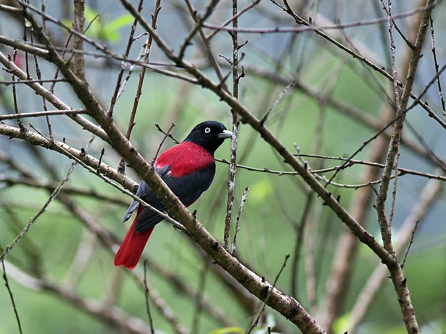 alimentacao do maroon oriole