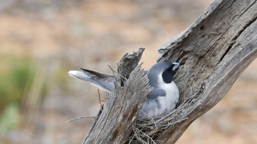 alimentacao do masked woodswallow