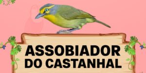 assobiador do castanhal