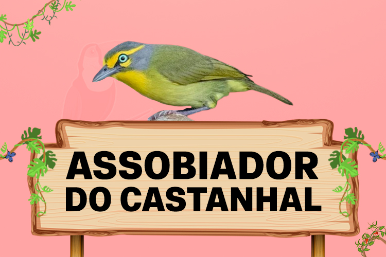 assobiador do castanhal