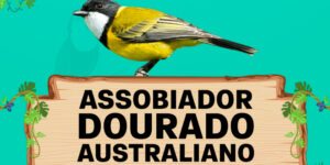 assobiador dourado australiano