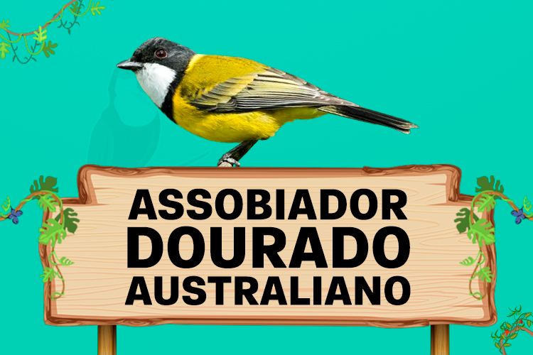 assobiador dourado australiano